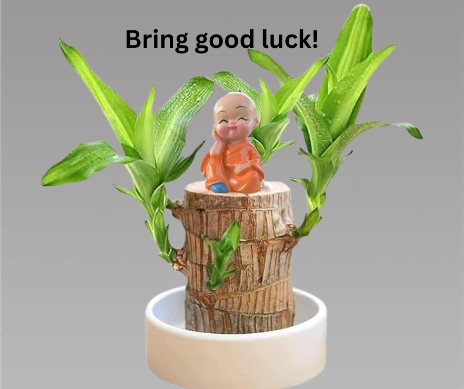 Brazilian Lucky Wood Mini Home Plant Decorations (Pack of 3)